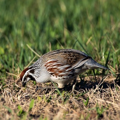 California Quail foraging in grass