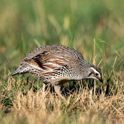 Quail foraging in green grass