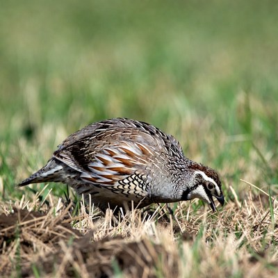 California Quail foraging in grass