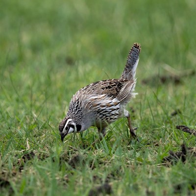 Quail foraging in green grass