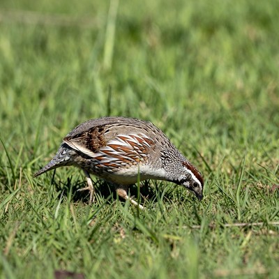 Quail foraging in green grass