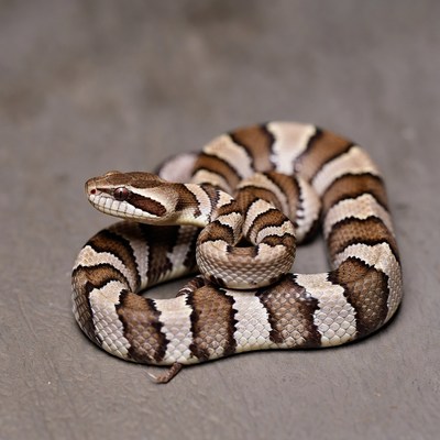 Coiled Kenyan Sand Boa Snake