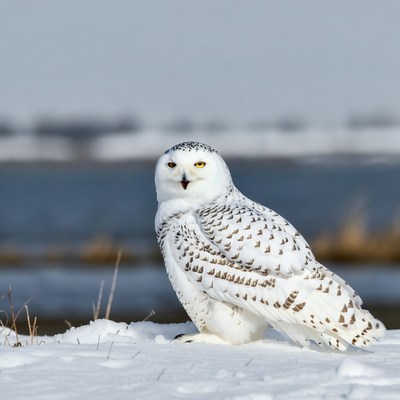 Snowy Owl Standing on Snow