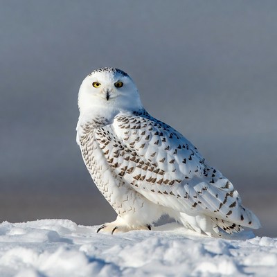 Snowy Owl Standing on Snow