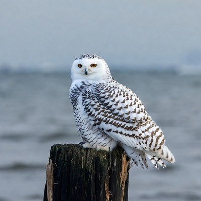 Snowy Owl Perched on Wooden Post