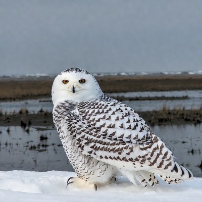 Snowy Owl Perched on Snowy Marsh