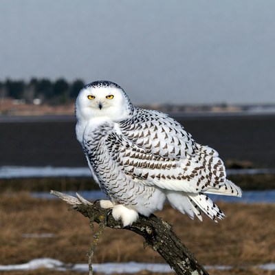 Snowy Owl Perched on Branch