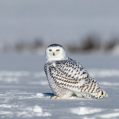 Snowy Owl on Snow