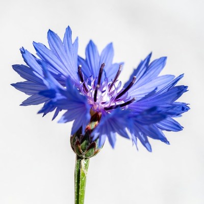 Blue Cornflower Flower Closeup