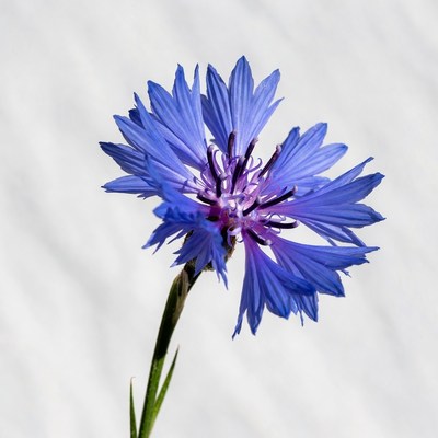 Blue Cornflower on White Background
