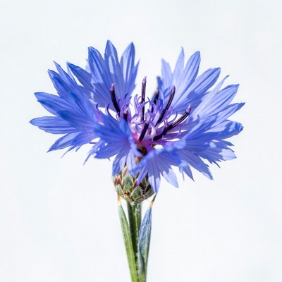 Blue Cornflower on White Background