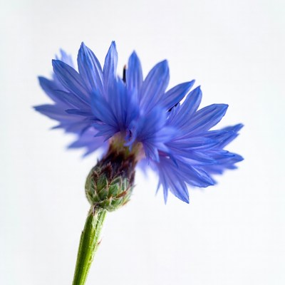 Blue Cornflower Flower Closeup