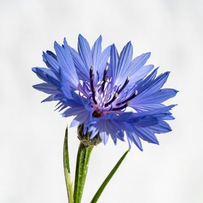 Blue Cornflower Bloom on Stem