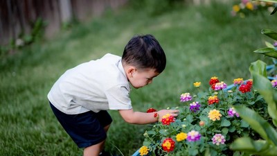 Asian boy touching colorful flowers
