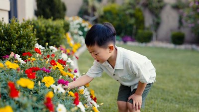 Asian boy touching colorful flowers