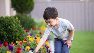 Boy examining colorful flowers