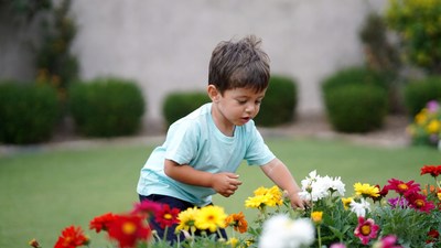 Boy examining colorful flowers in garden