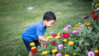 Asian boy examining colorful flowers