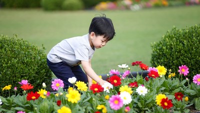 Asian boy picking colorful flowers