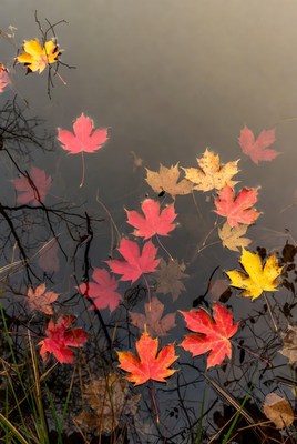 Colorful autumn leaves floating on water