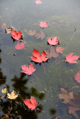 Red maple leaves floating in water