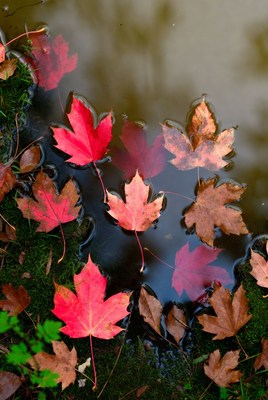 Red Maple Leaves Floating on Pond