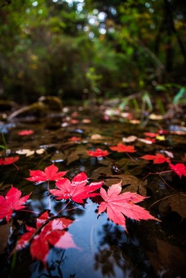 Red maple leaves floating in forest stream