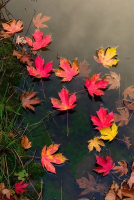 Red maple leaves floating on water