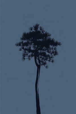 Silhouette of tall pine tree