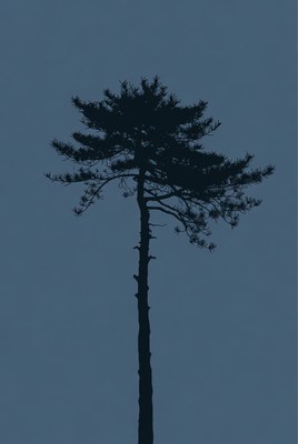Silhouette of tall pine tree