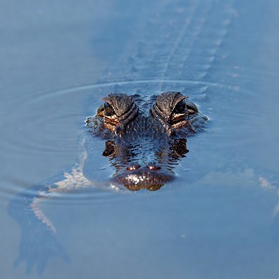Alligator emerging from water