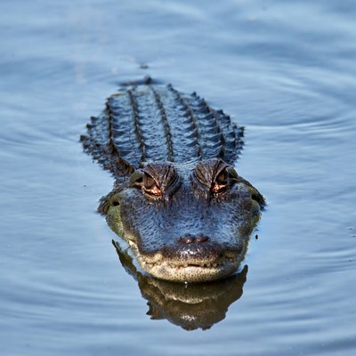 Alligator swimming in water