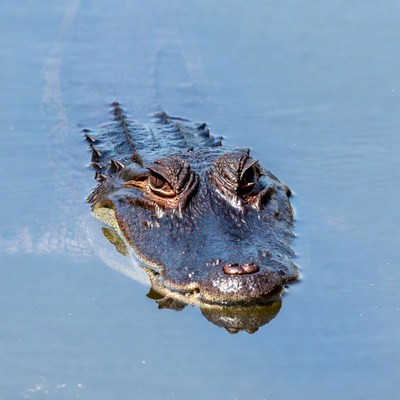 Alligator head emerging from water