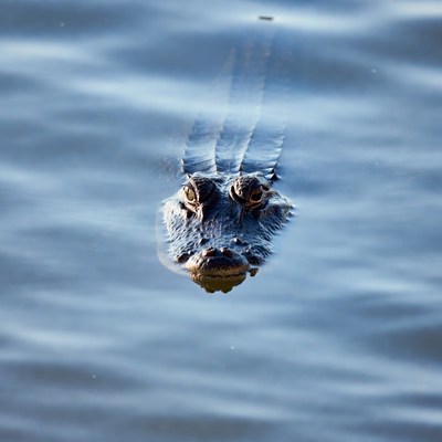 Alligator head emerging from water