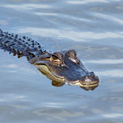 Alligator swimming in water