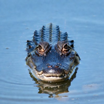Alligator head emerging from water