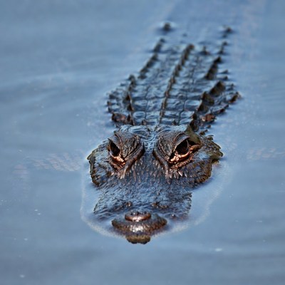 Crocodile swimming in water