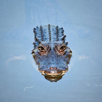 Alligator floating in blue water