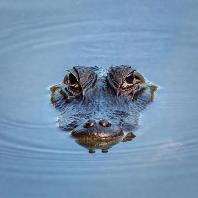 Alligator close-up in water