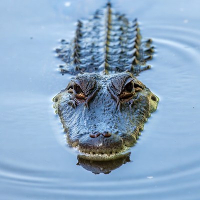 Crocodile swimming in blue water