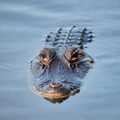 Alligator head emerging from water
