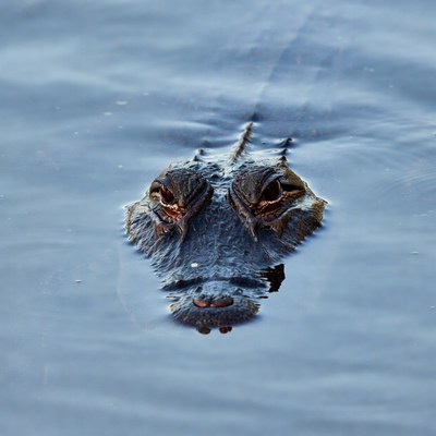 Alligator eyes above water surface