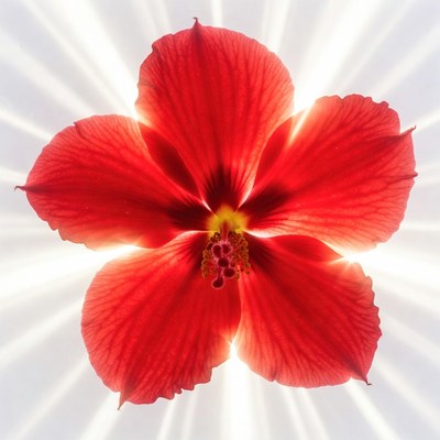 Red Hibiscus Flower with Radiant Glow