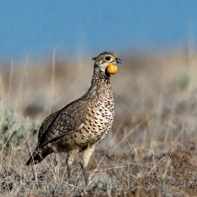 Greater Prairie Chicken holding egg