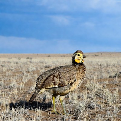 Greater Prairie Chicken in grassland