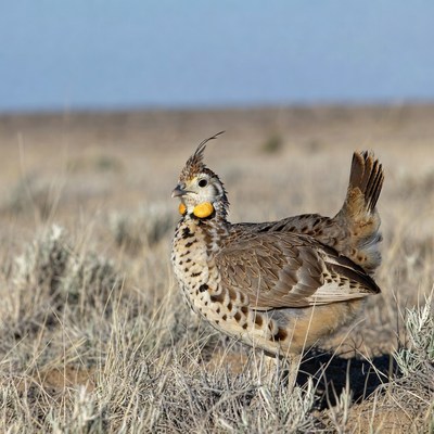 Greater Prairie Chicken in grassland