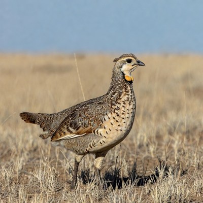Scaled Quail in Dry Grassland