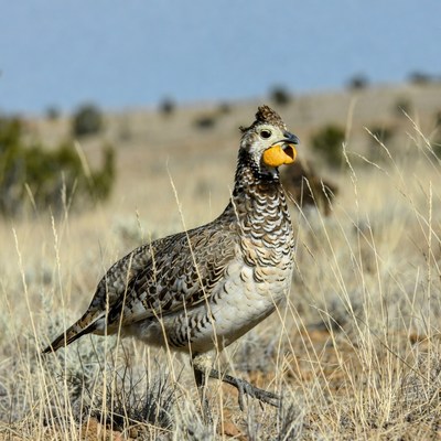 Greater Sage Grouse holding seed