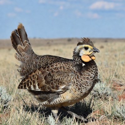 Greater Prairie Chicken with Crop