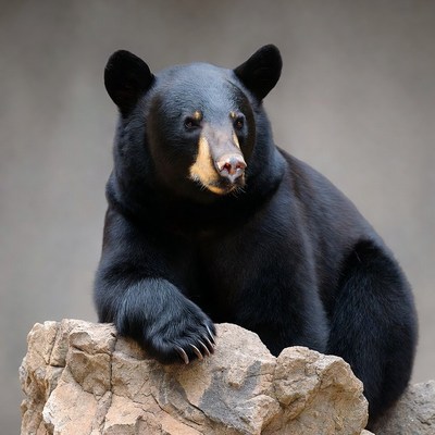 Black bear resting on rock